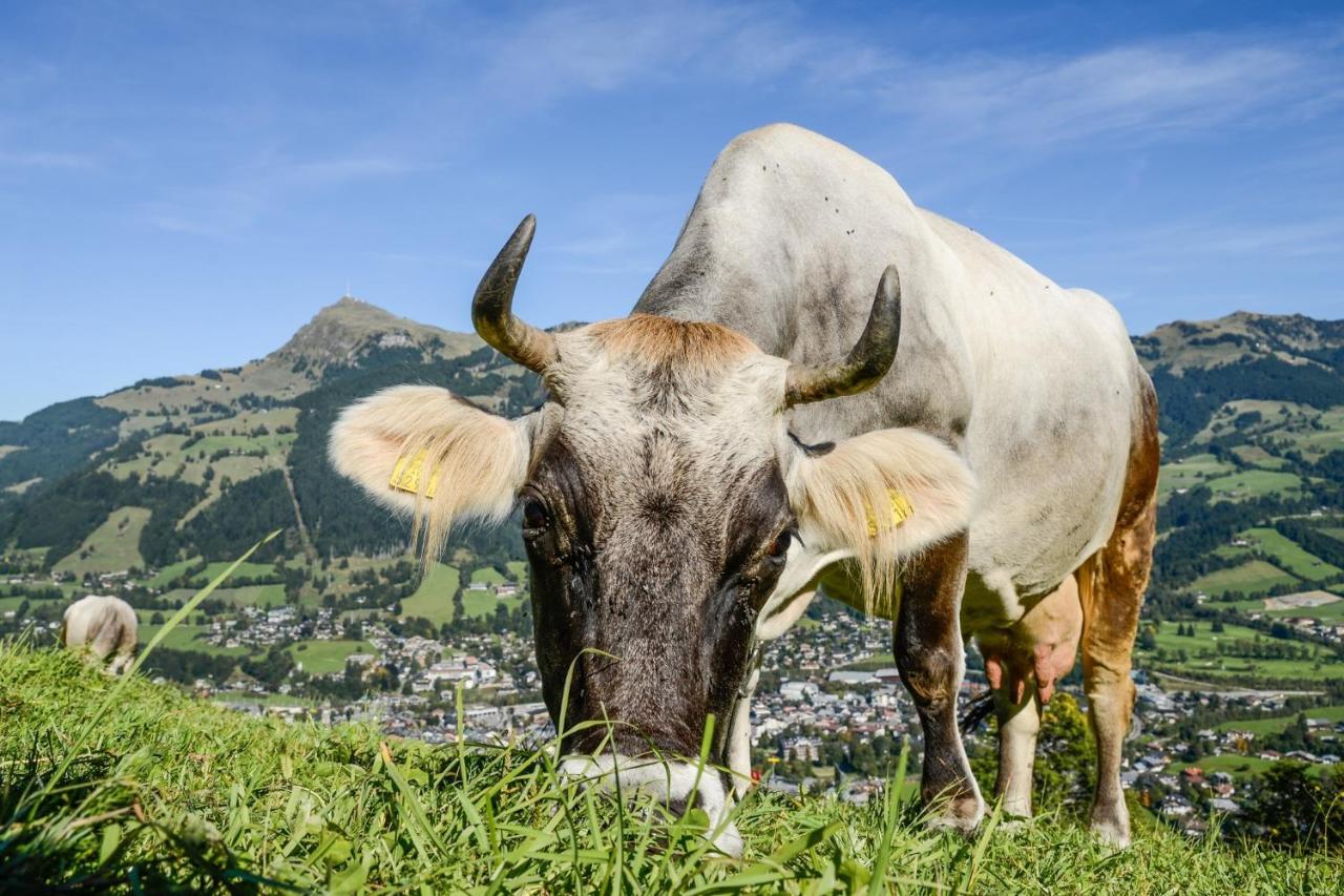 Hotel Zentral ****Superior Kirchberg in Tirol Zewnętrze zdjęcie